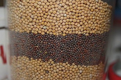Rosmarin - Apfel - Senf 11