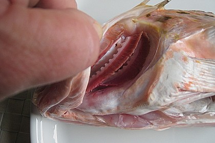 Neuseel&auml;ndischer Roter Knurrhahn in Senf - Sahne - Sauce 1
