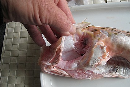 Neuseel&auml;ndischer Roter Knurrhahn in Senf - Sahne - Sauce 2