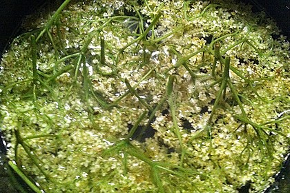 Holunderblüten - Sirup 9