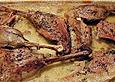 G&auml;nsebraten nach Gro&szlig;mutters Art