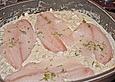 Fenchel - Tilapia - Ragout