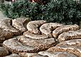 Zedernbrot