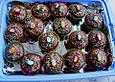 Schokomuffins mit Zartbitterschokolade