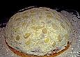 Raffaello Torte mit Aprikosen