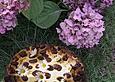 K&auml;se - Nougat - Kirschkuchen