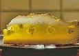 Schweizer Stachelbeertorte mit Baiserhaube