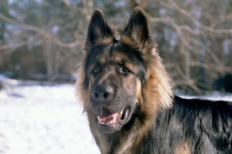 Was zahlt ihr monatlich oder jährlich für Euren Hund Hund, Katze