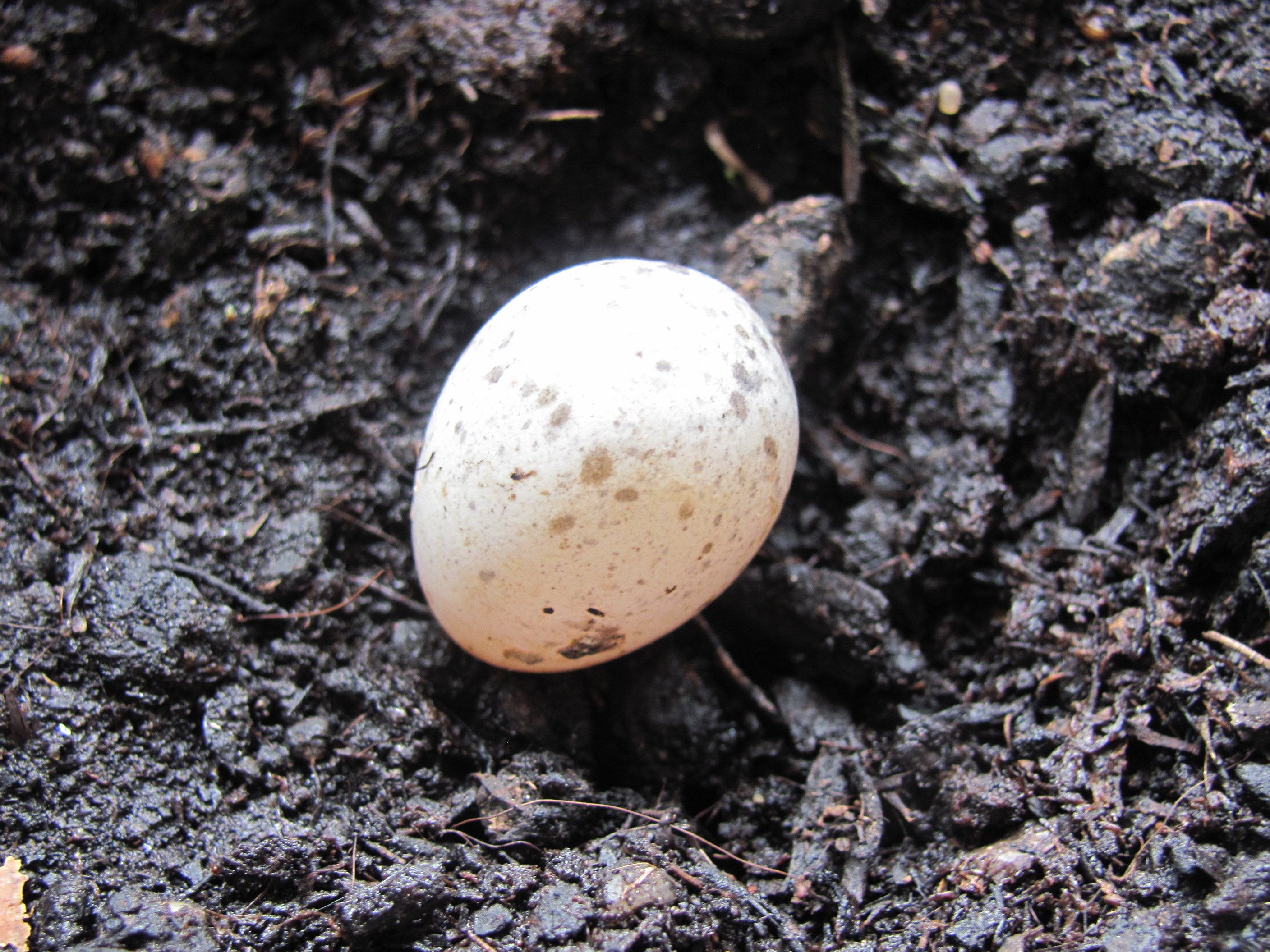 Vogelei gefunden Hund, Katze, Maus Forum Chefkoch.de