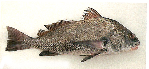 Adler Fisch Adler Fisch