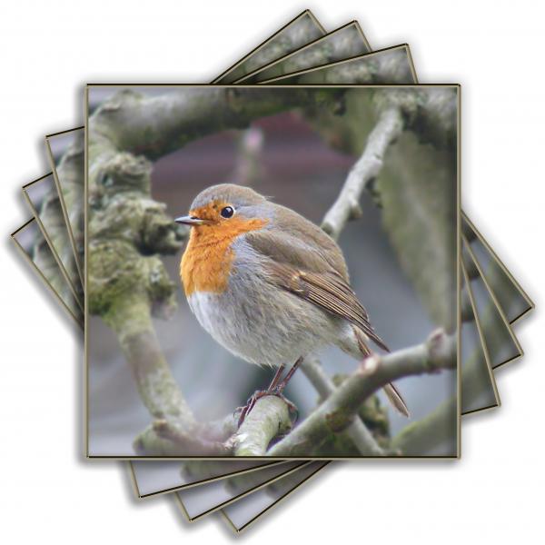 Download Voegel singen sprueche For Android Voegel Singen Sprueche