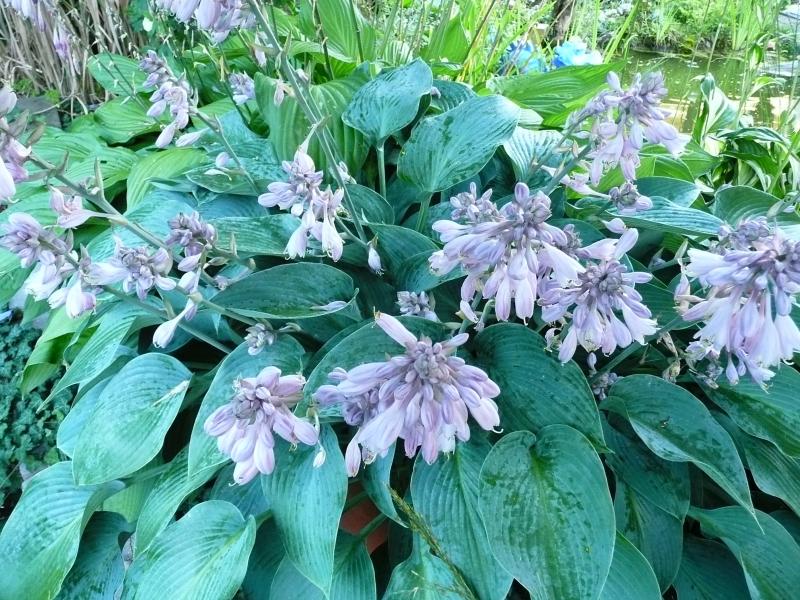 Blumengärten, Terassen und Balkons 2017 | Haus & Garten Forum | Chefkoch.de