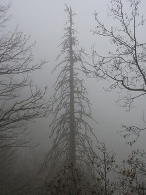 Download Sprueche nebel Desktop Wallpaper