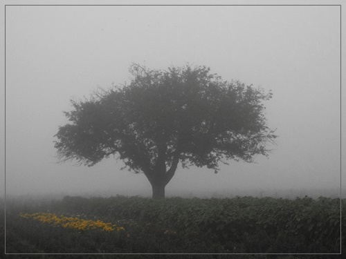 Download Nebel sprueche For Android Free