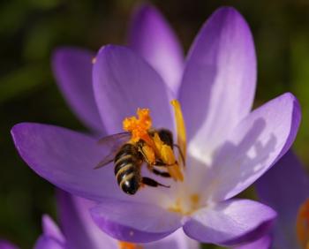 Get Sprueche bienen For Free