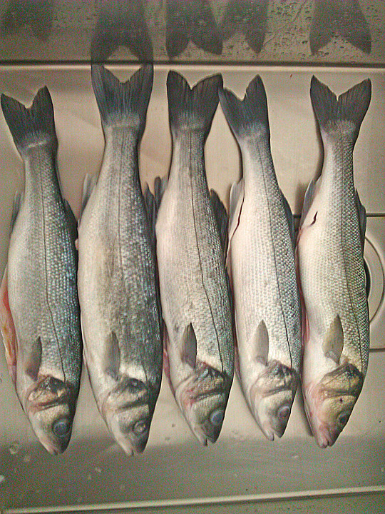 Wolfsbarsch (Loup de mer) vom Blech mit Gemüse von sabrini11 | Chefkoch.de