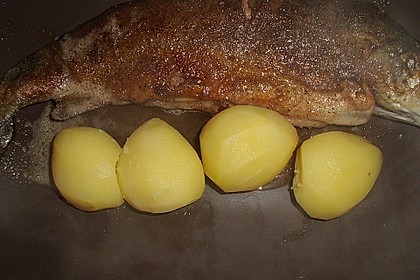Forelle gebraten 1