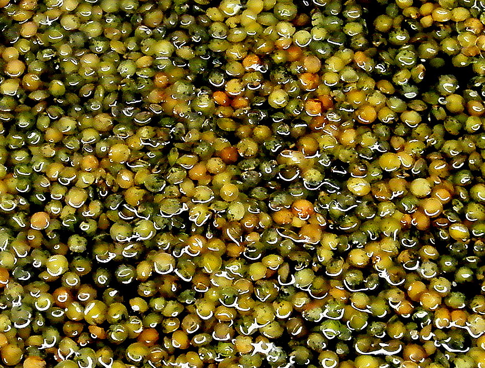 Zander im Speckmantel mit BalsamicoLinsen von Monika Chefkoch.de