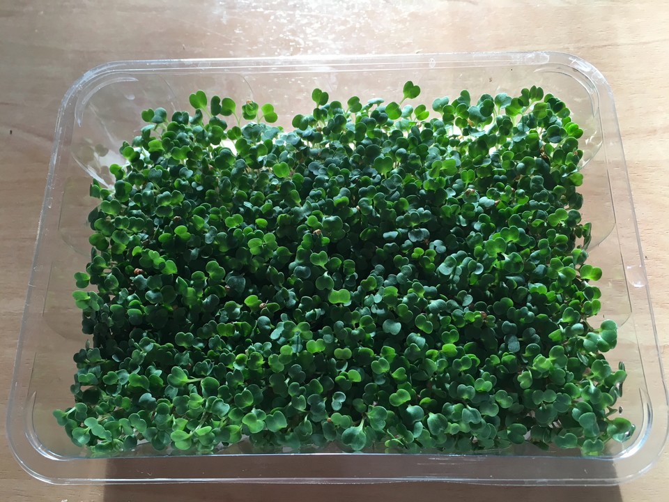 Chiasprossen aus Eigenanbau als Salat mit Rucola und Eisbergsalat von ...