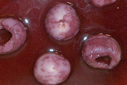 Glubschaugenbowle 15