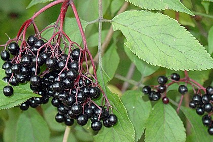 Holunderbeeren - Sirup 5