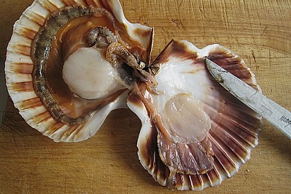 Jakobsmuscheln im Senfschaum mit Gemüse und schwarzem Reis 4